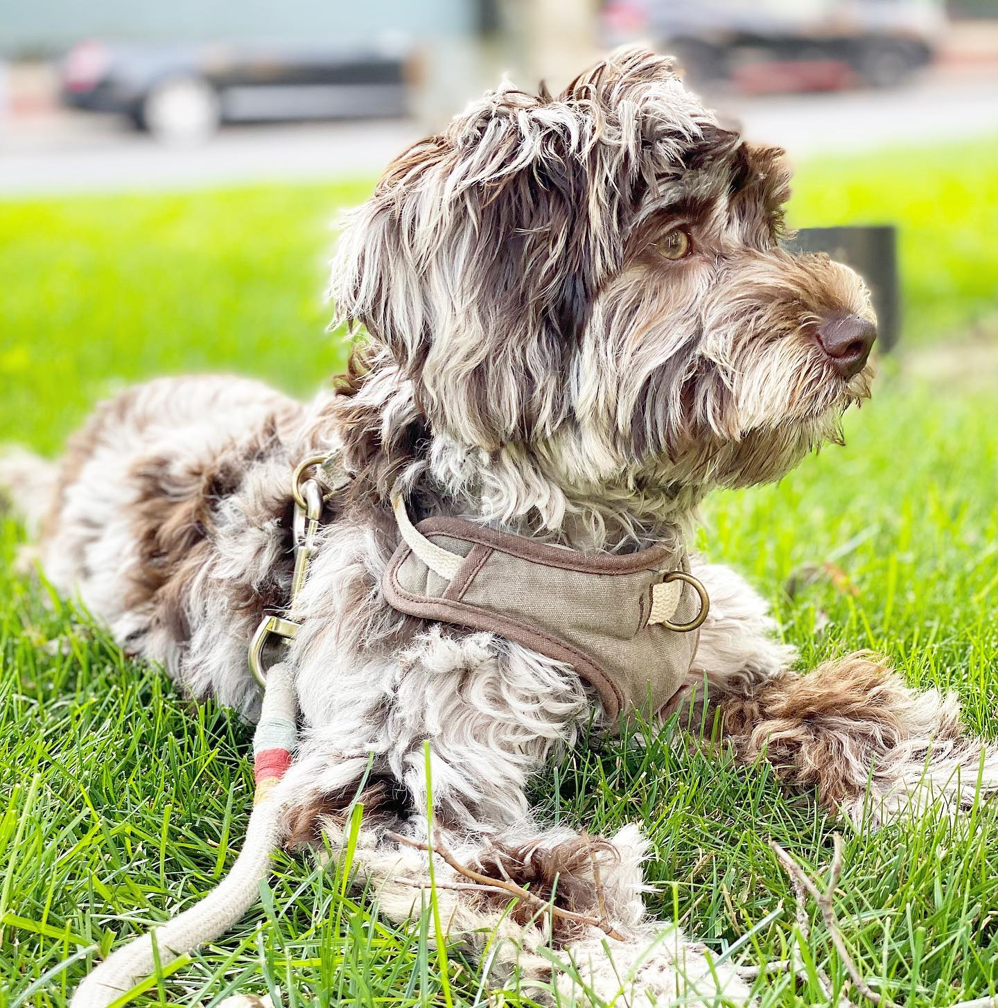Best Mini Labradoodle Baby