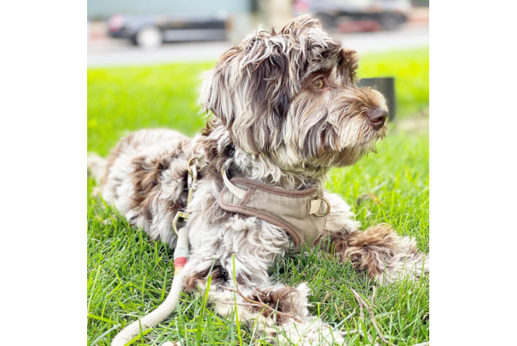 Best Mini Labradoodle Baby