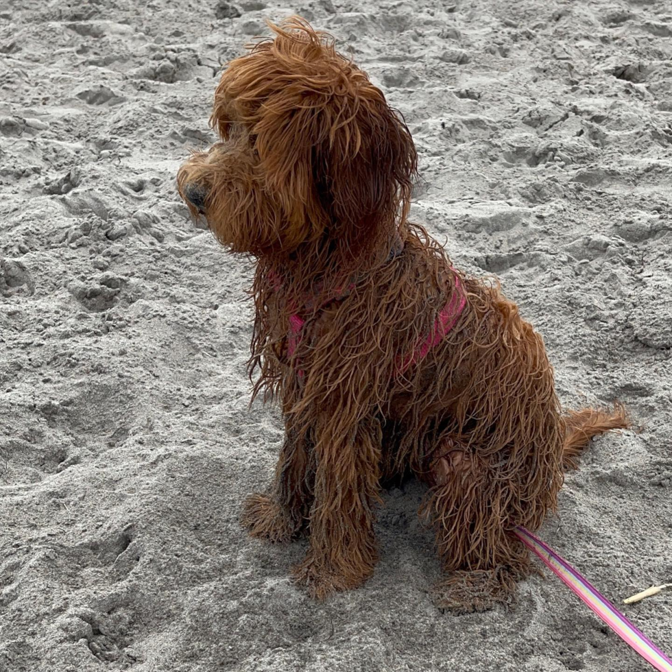 Energetic Golden Retriever Poodle Mix Pup