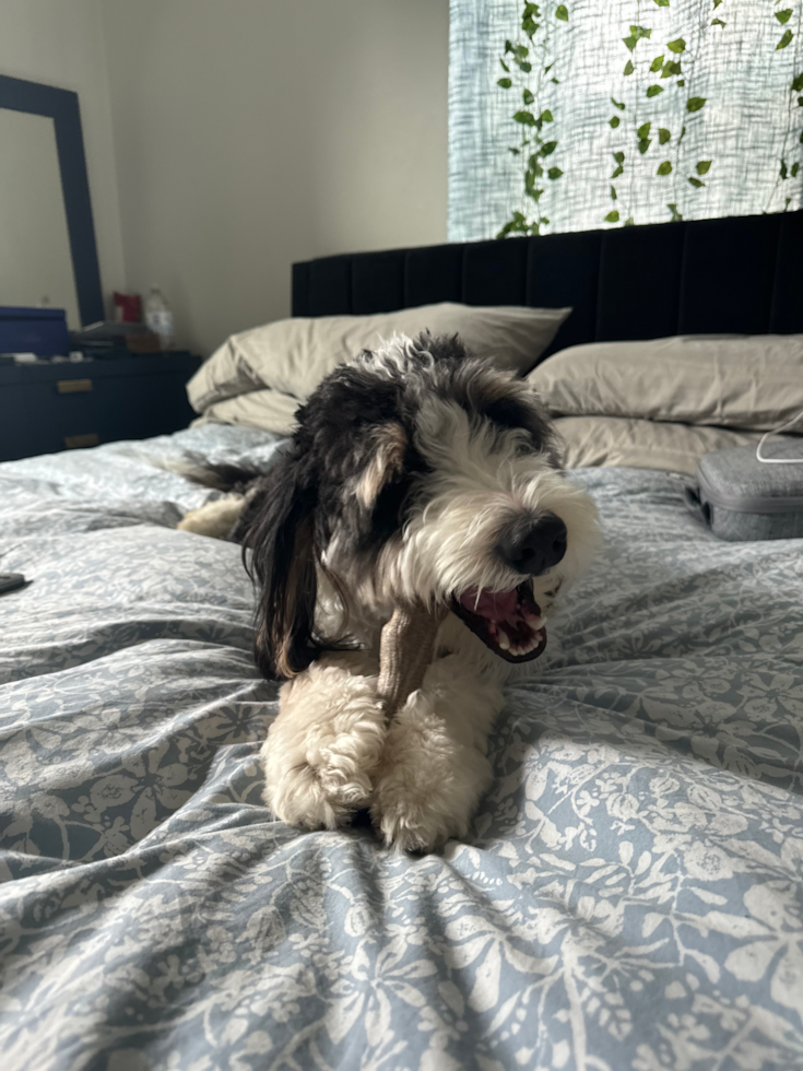 Small Mini Bernedoodle Pup in