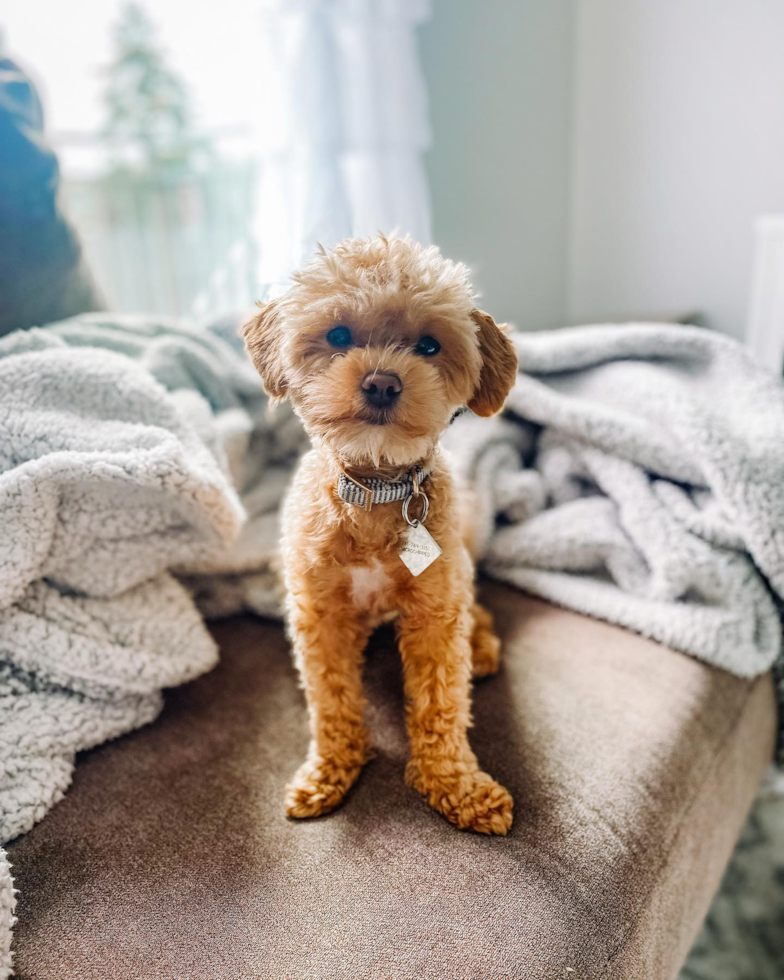 Funny Maltipoo Poodle Mix Pup