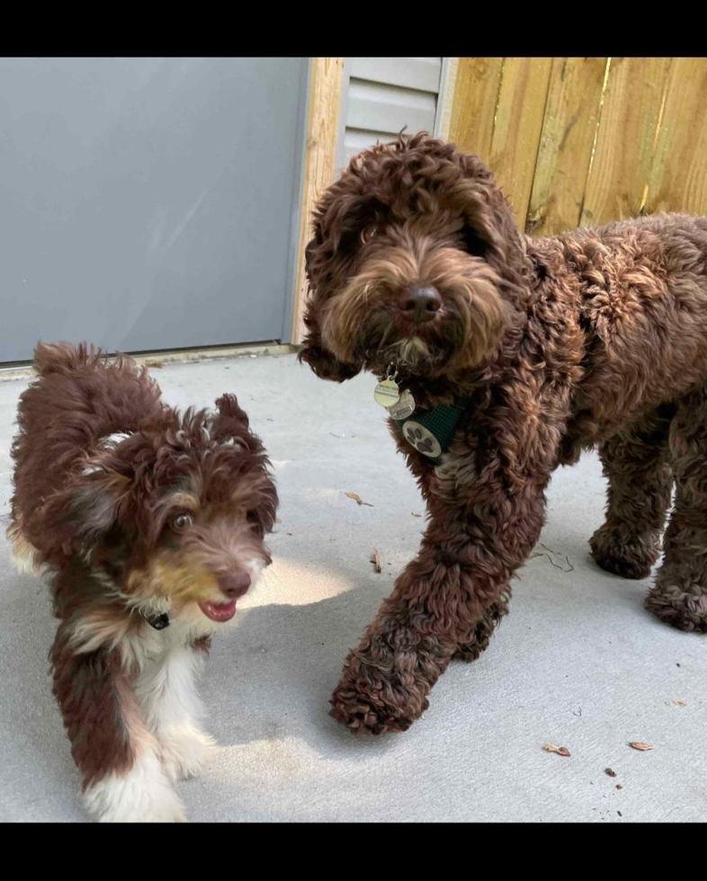 Smart Mini Aussiedoodle Poodle Mix Pup