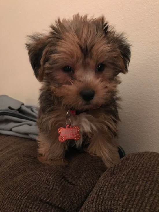 Friendly Shorkie Pup in Huntington IN