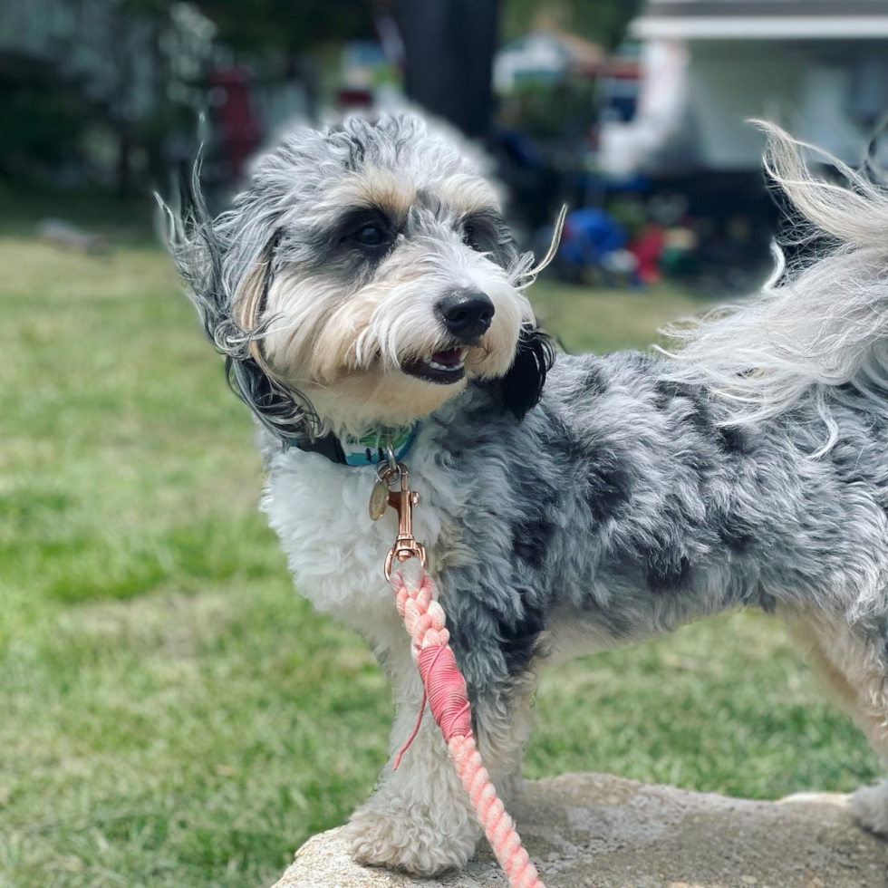 Popular Aussiechon Designer Pup