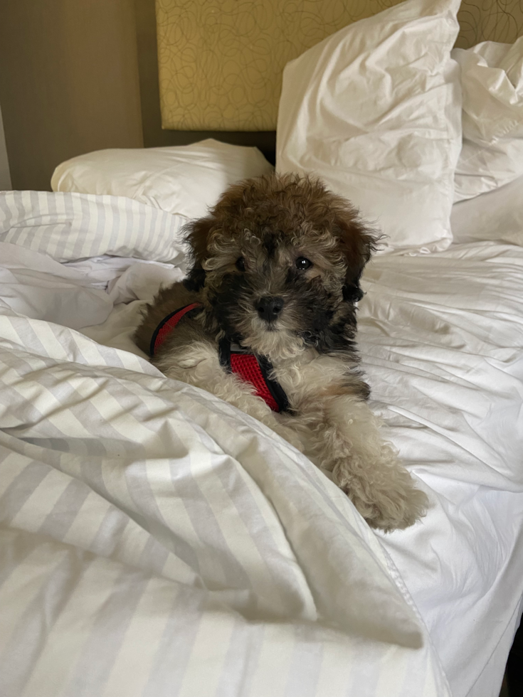 Little Havanese Pup