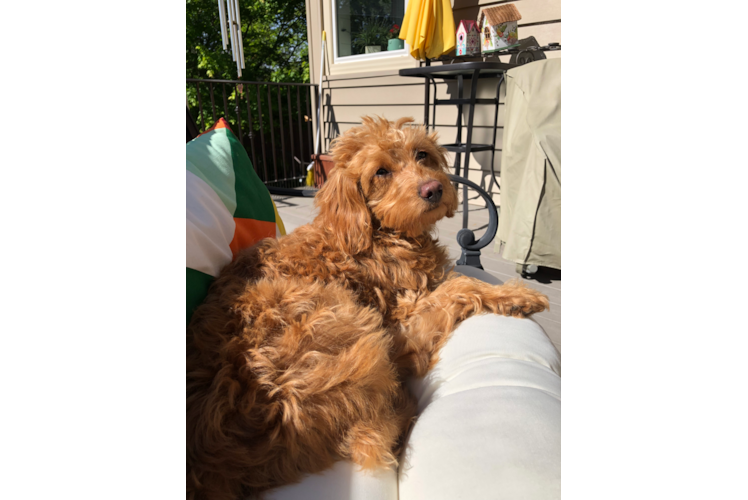 Mini Goldendoodle Puppy for Adoption