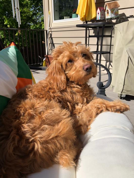 Funny Mini Goldendoodle Poodle Mix Pup