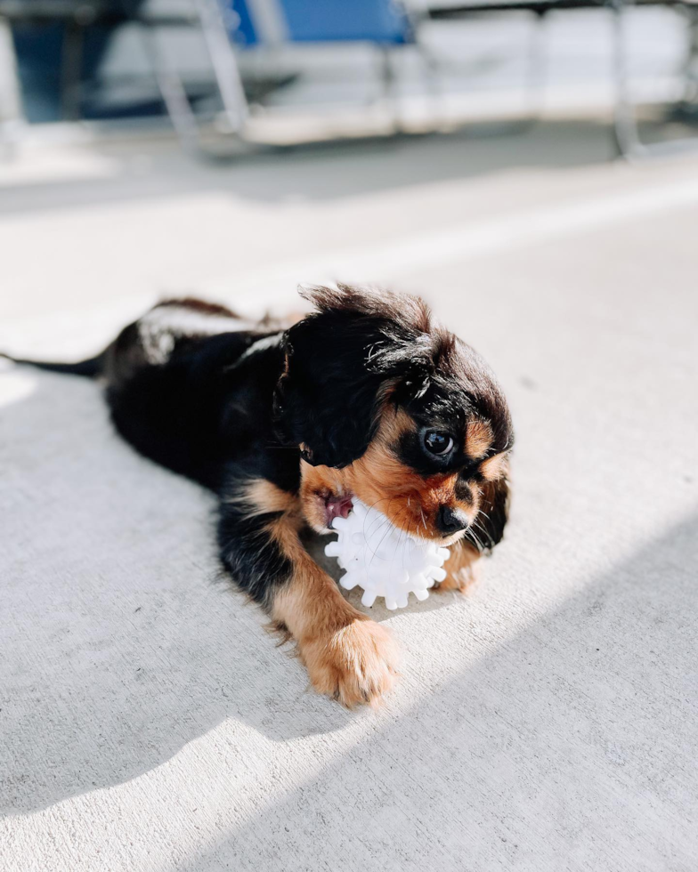 Energetic Cavalier King Charles Spaniel Pup in Bargersville IN