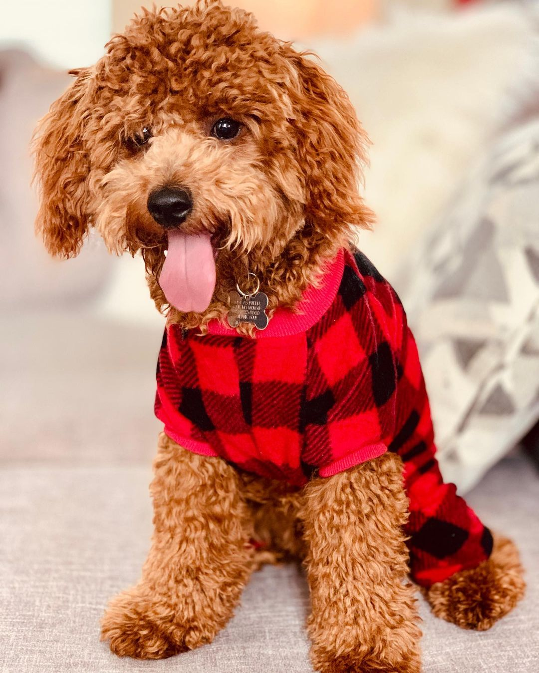 Cockapoo Pup Being Cute