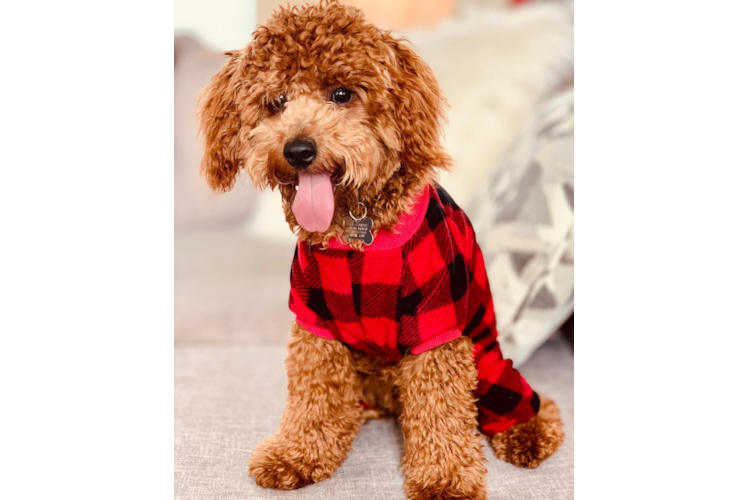 Cockapoo Pup Being Cute