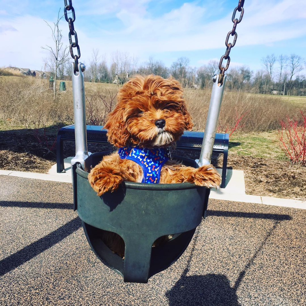 Fluffy Cavapoo Poodle Mix Pup