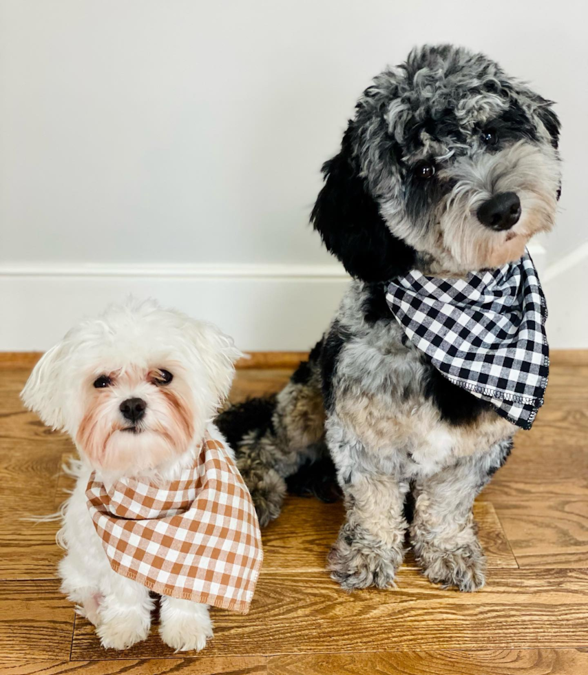 Mini Sheepadoodle Being Cute