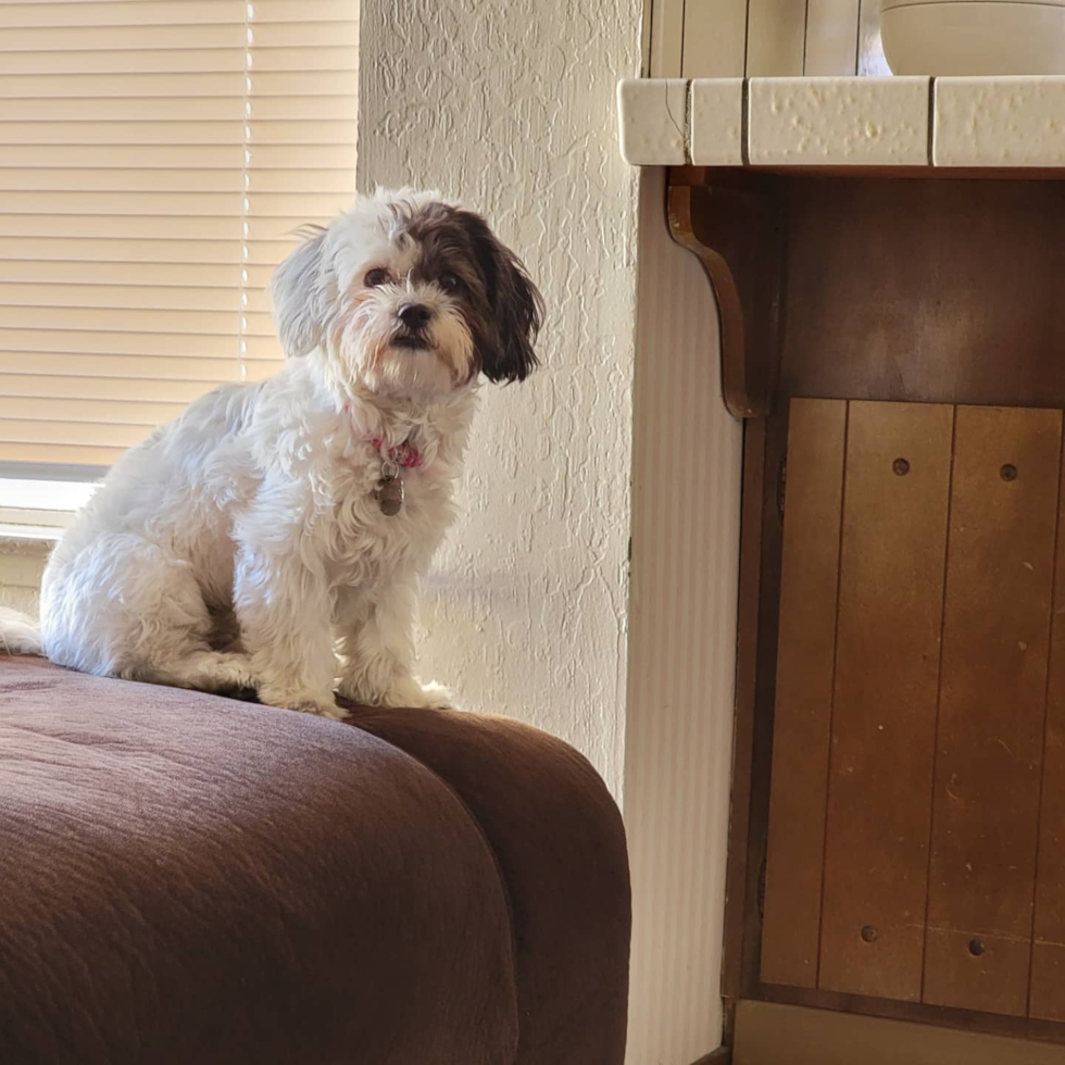 Adorable Shichon Designer Pup