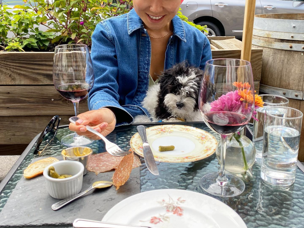 New York Havanese Pup