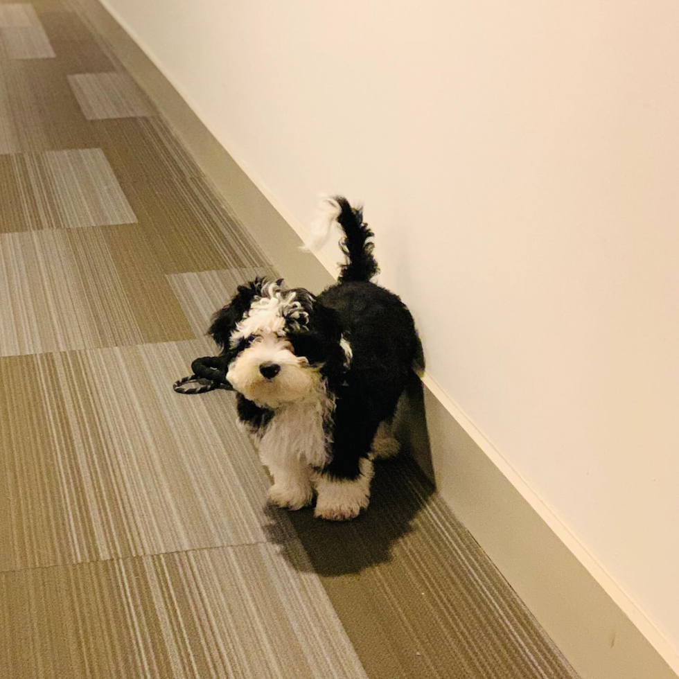 Nashville Mini Sheepadoodle Pup