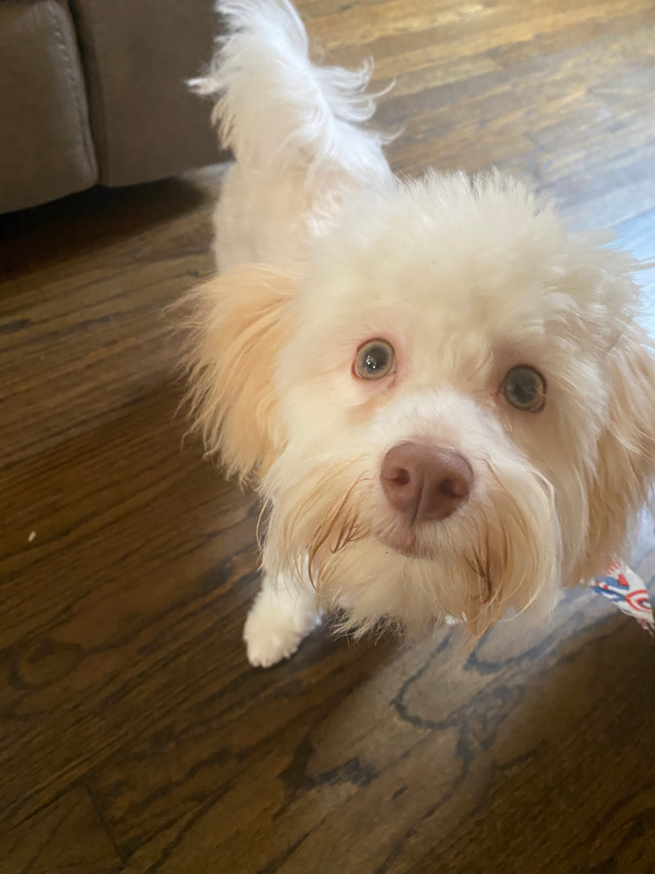 Small Havanese Purebred Pup