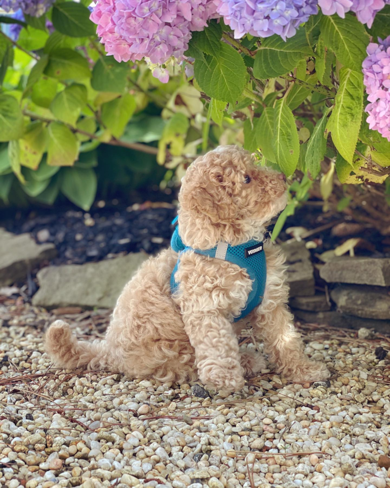 Smart Poodle Pup in Harvey Cedars NJ