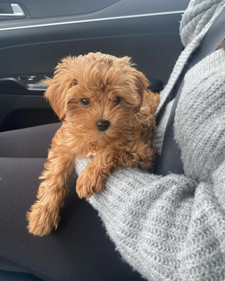 Cute Cavapoo Pup