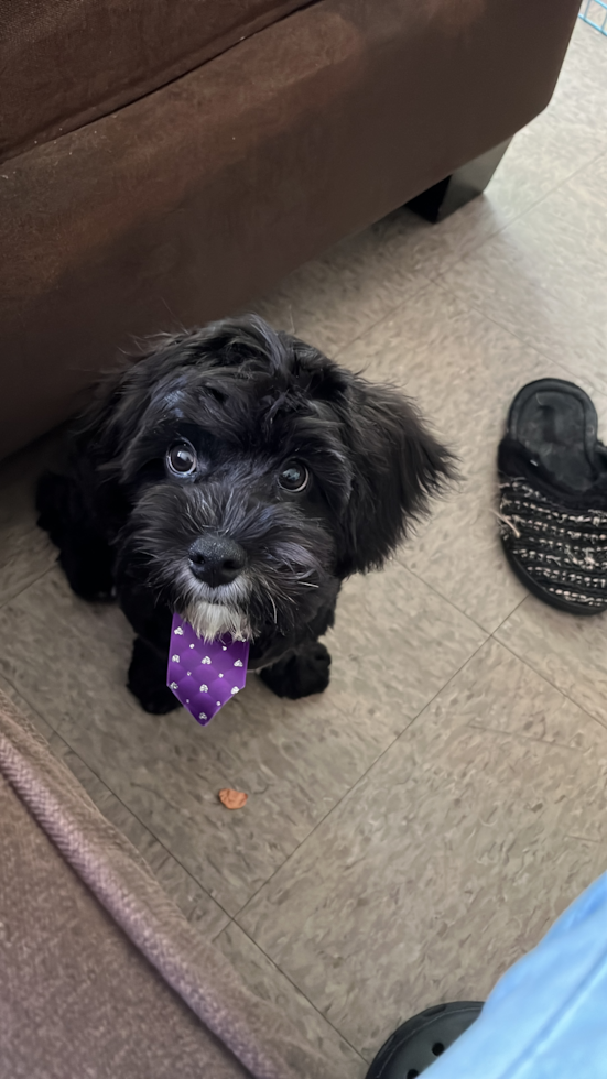 Cavapoo Being Cute