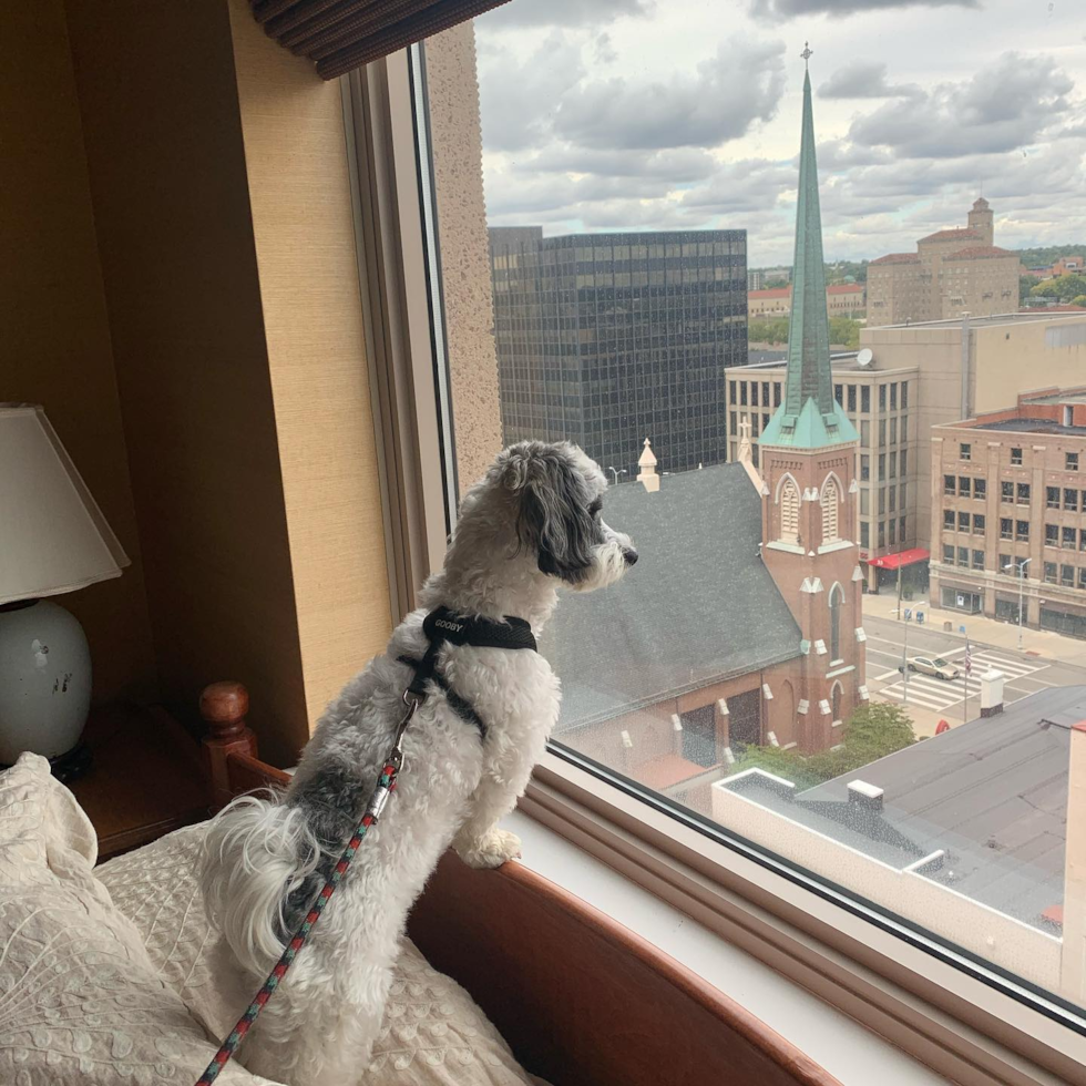 Dayton Havanese Pup