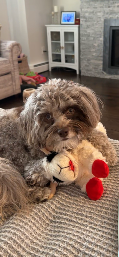 Hypoallergenic Cockerpoo Poodle Mix Pup