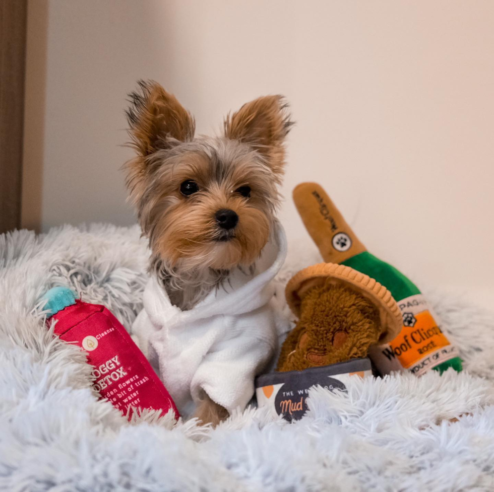 Yorkshire Terrier Being Cute