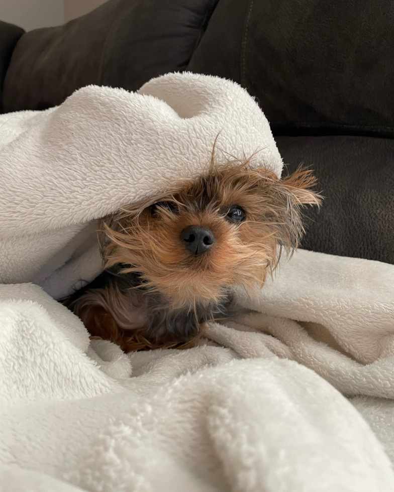 Funny Yorkshire Terrier Pup