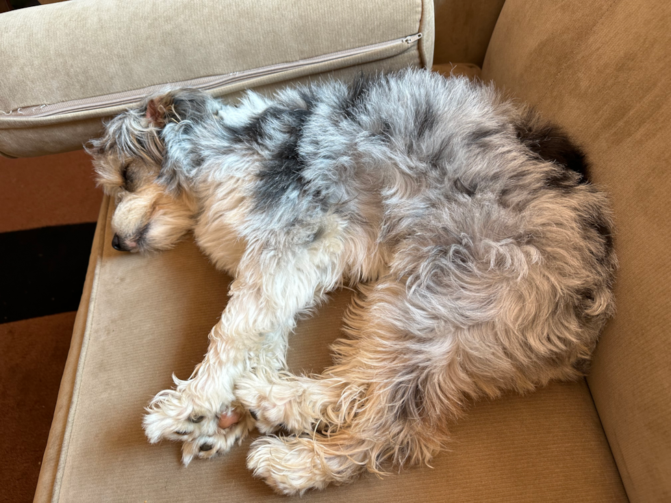 Cute Mini Aussiedoodle Pup in