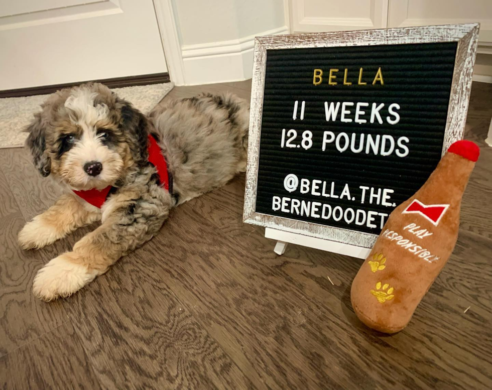 Farmers Branch Mini Bernedoodle Pup