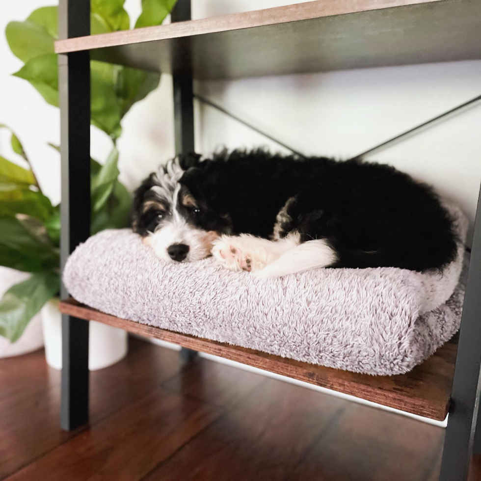 Friendly Mini Bernedoodle Pup in Mooresville IN