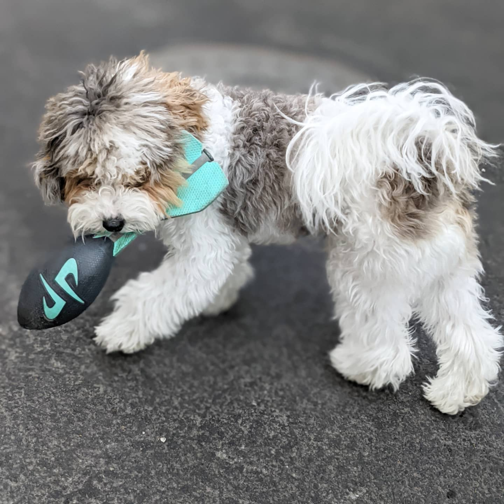 Small Shih Poo Pup