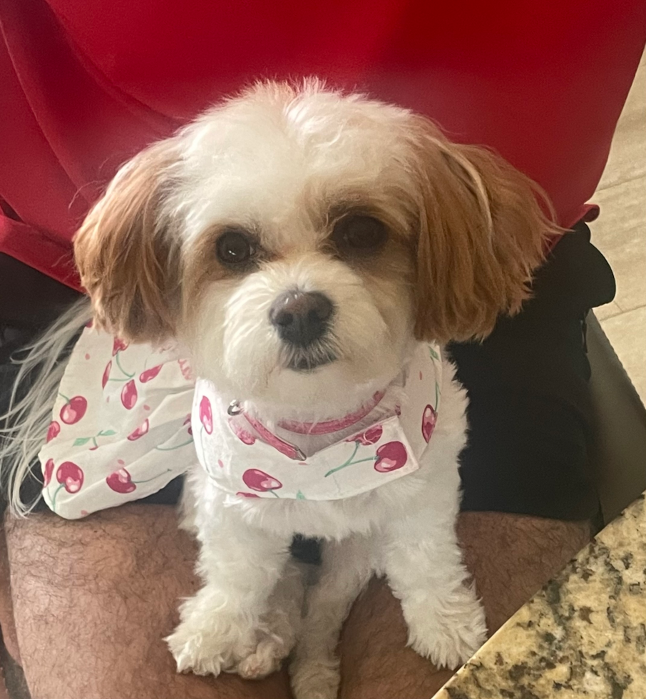 Maltipoo Pup