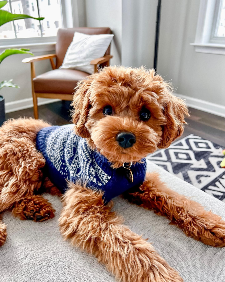 Small Cavapoo Pup in Frederick MD