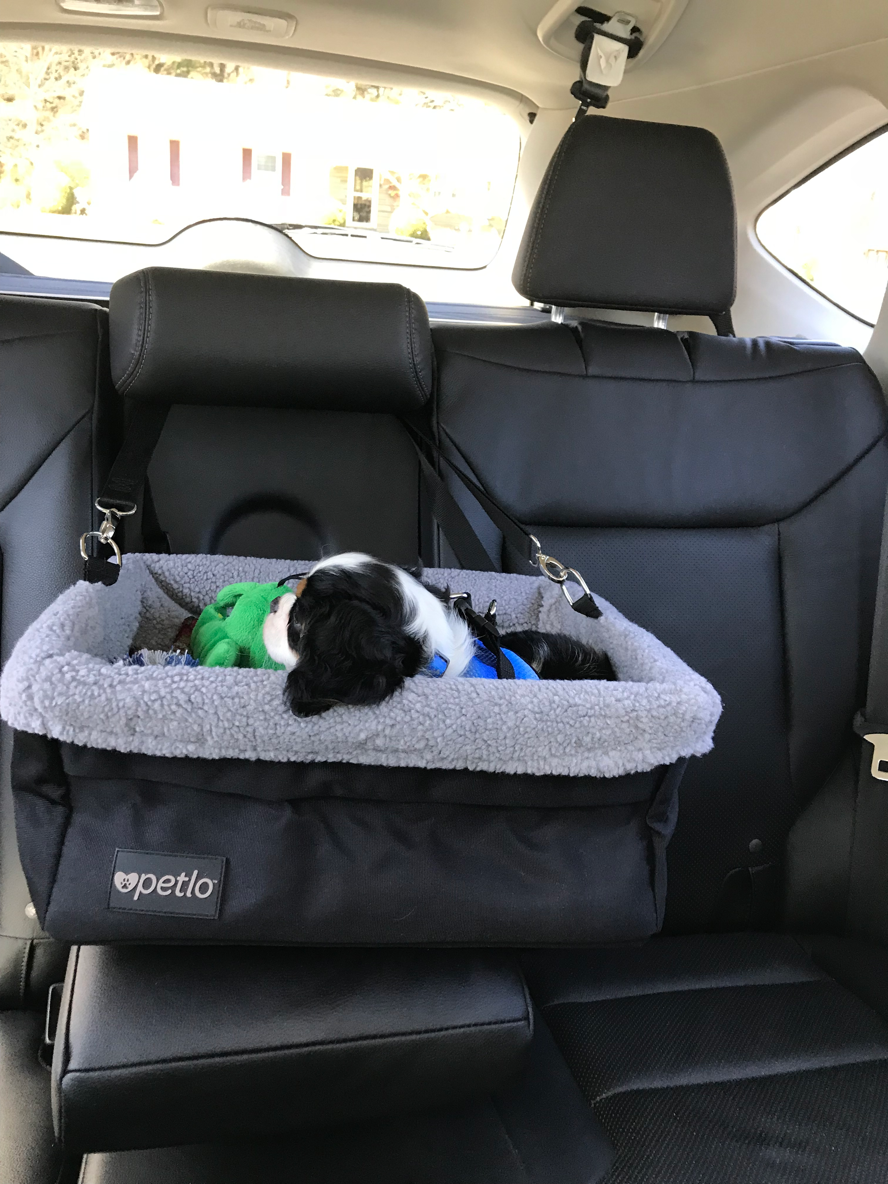 Best Cavalier King Charles Spaniel Baby