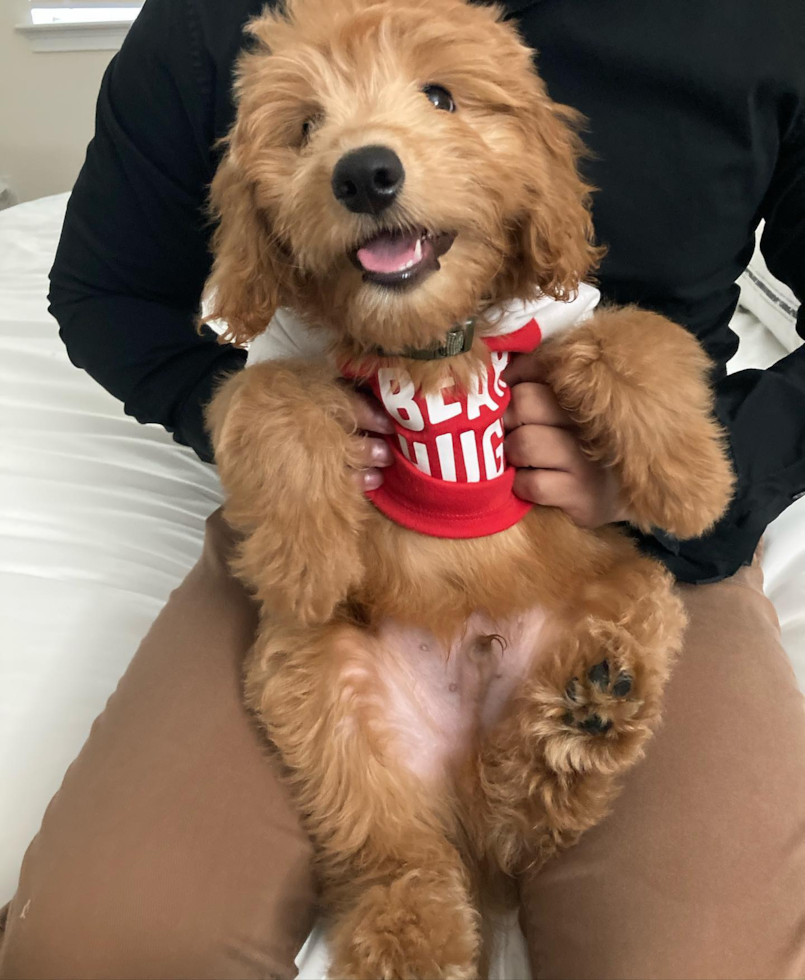 Small Mini Goldendoodle Pup