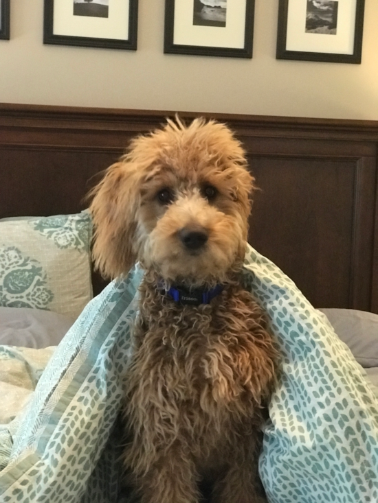 Little Golden Retriever Poodle Mix Pup