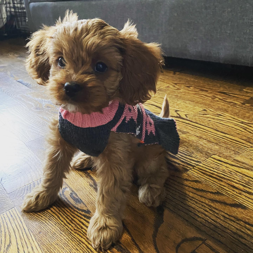 Friendly Cavapoo Pup in New York NY