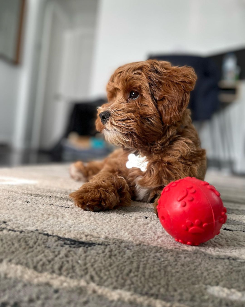 Happy Cavapoo Pup in Hazel Park MI