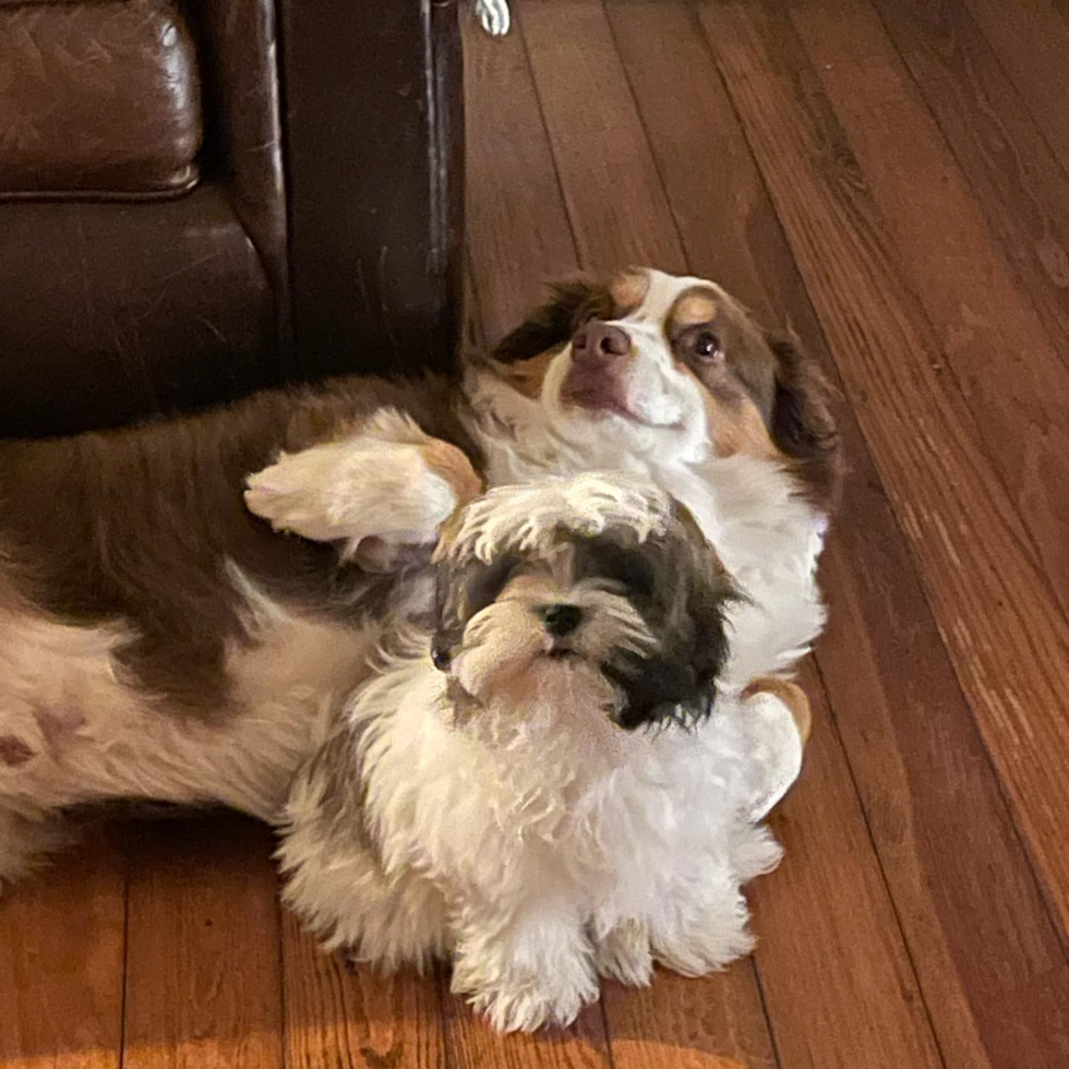 Fluffy Teddy Bear Designer Pup