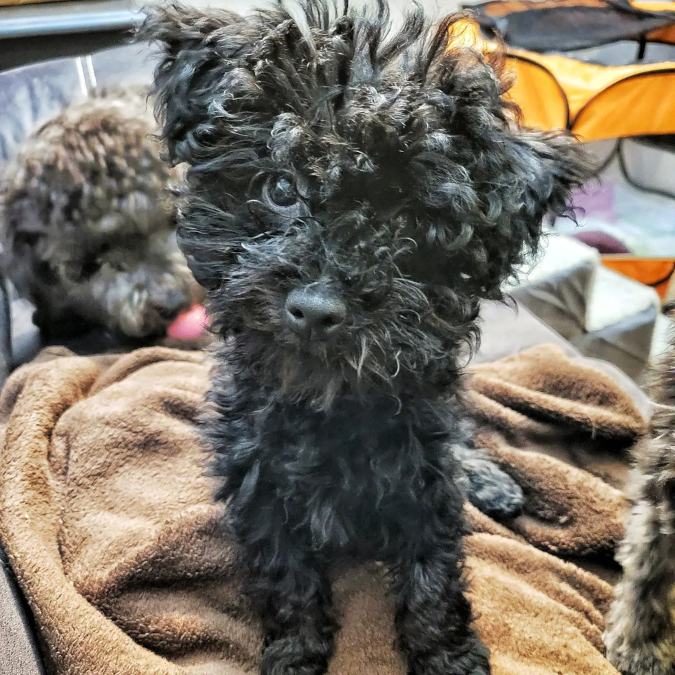 Milwaukie Maltipoo Pup