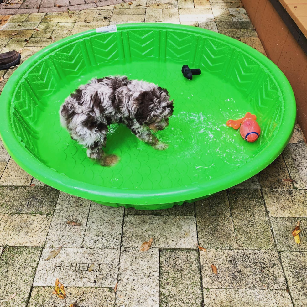 Adorable Aussiepoo Poodle Mix Pup