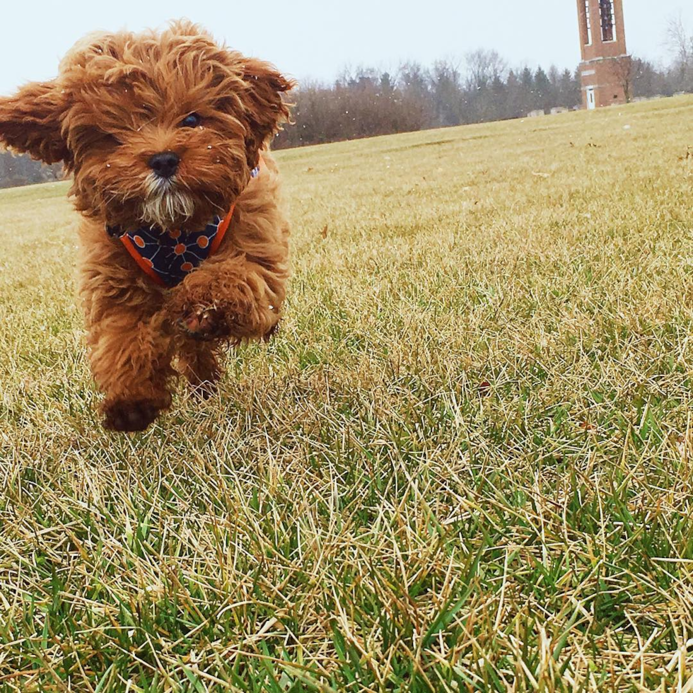 Sweet Cavapoo Pup