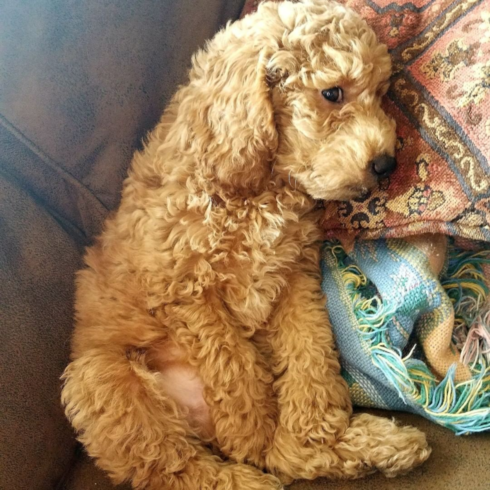 Mini Goldendoodle Being Cute