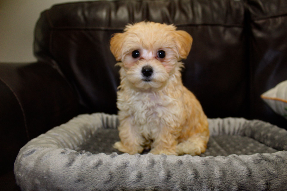 Friendly Maltipoo Pup