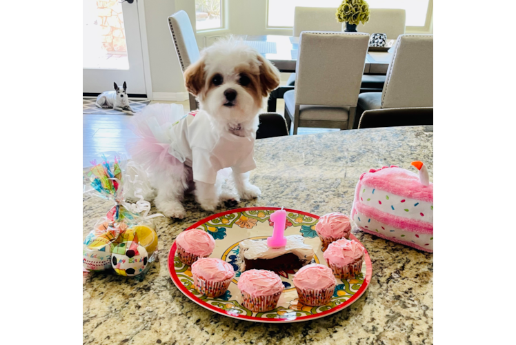 Popular Maltipoo Poodle Mix Pup