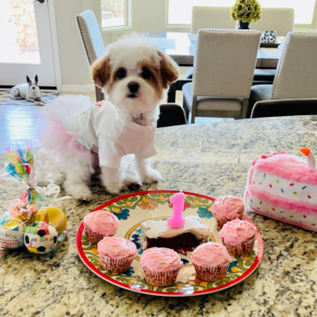 Playful Maltese Poodle Poodle Mix Pup