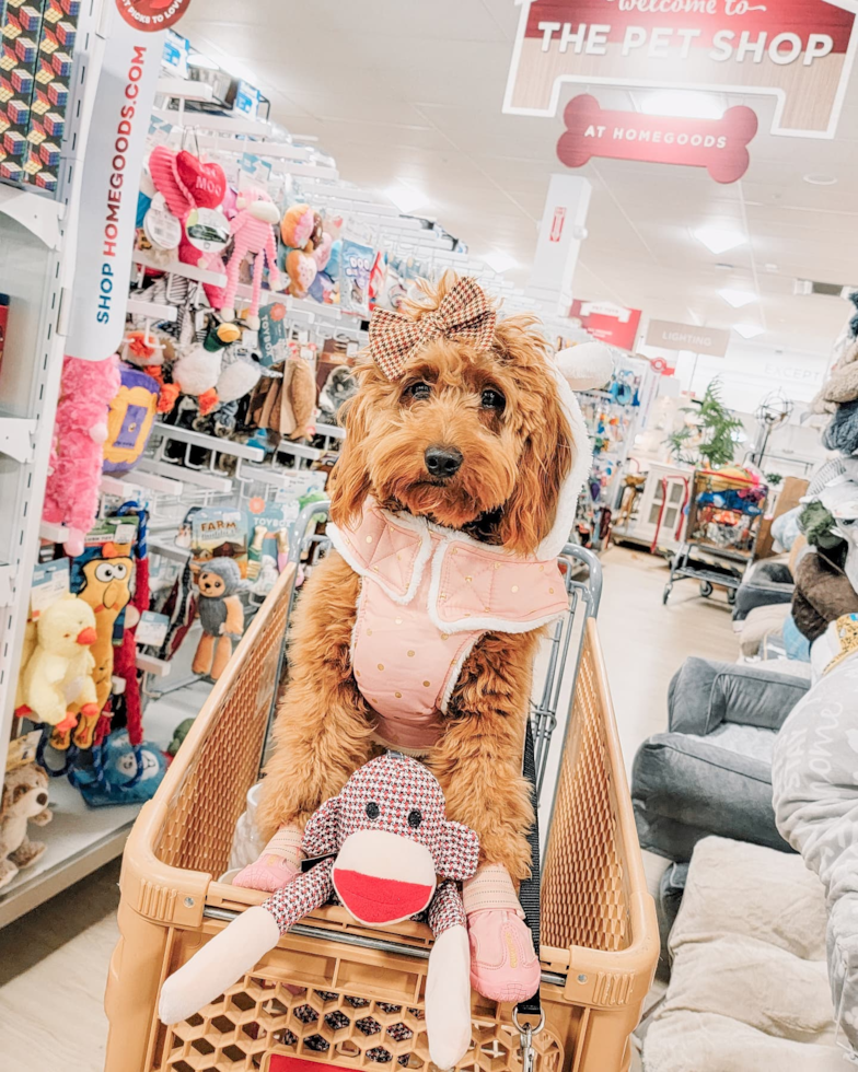 Mini Goldendoodle Being Cute