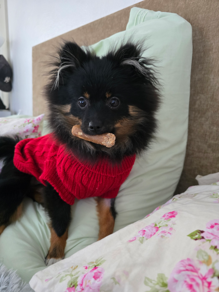 Petite Pom Pom Purebred Pup