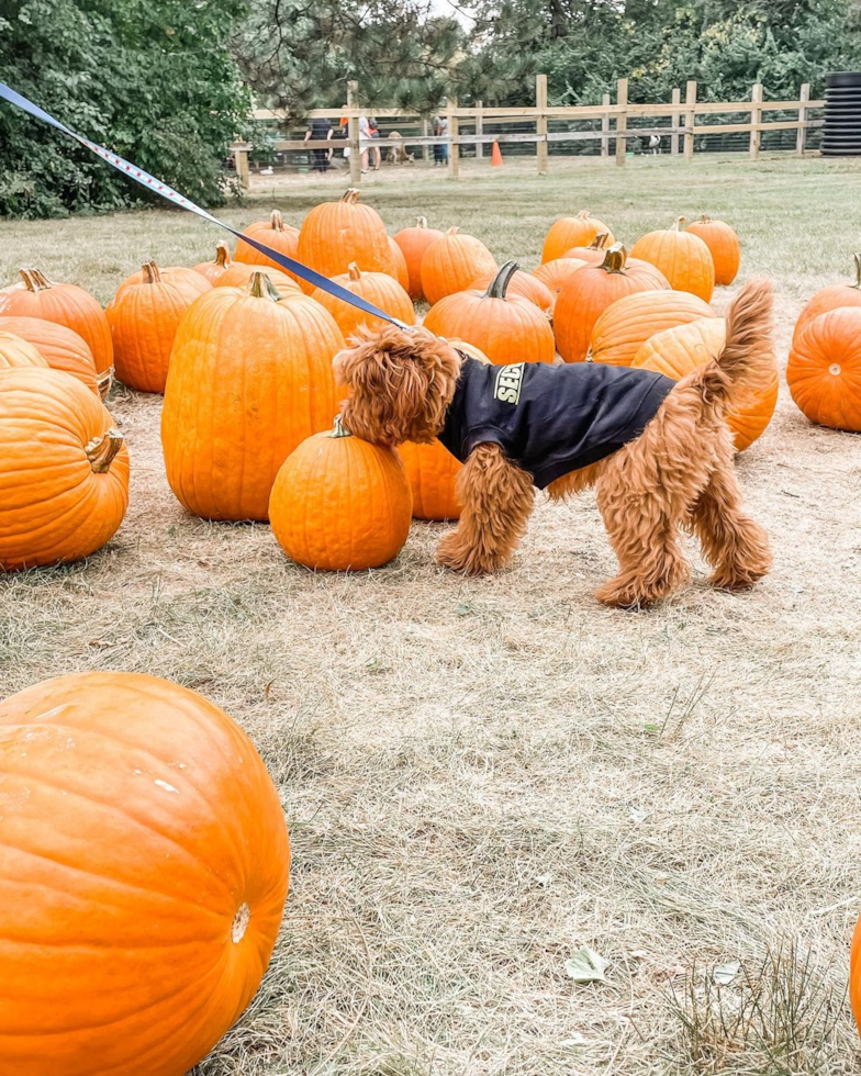 Sweet Cavapoo Pup