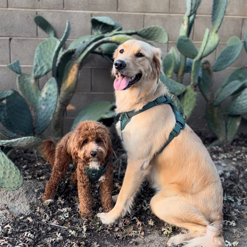 Sweet Mini Goldendoodle Pup in Tulare CA